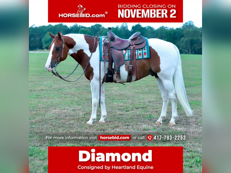 American Quarter Horse Ruin 6 Jaar Gevlekt-paard in Mount Vernon