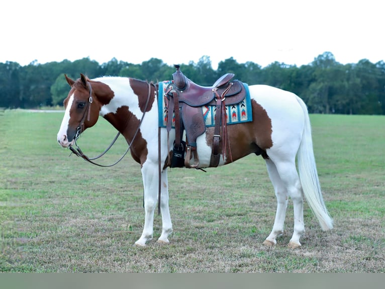 American Quarter Horse Ruin 6 Jaar Gevlekt-paard in Mount Vernon