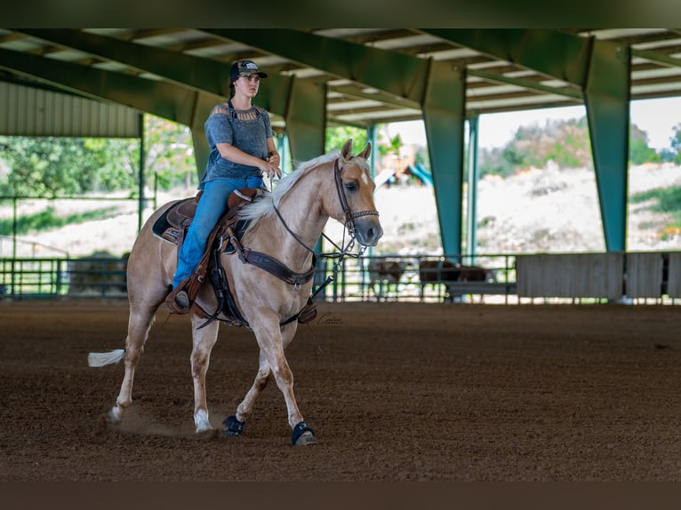 American Quarter Horse Ruin 6 Jaar Palomino in Fort Worth