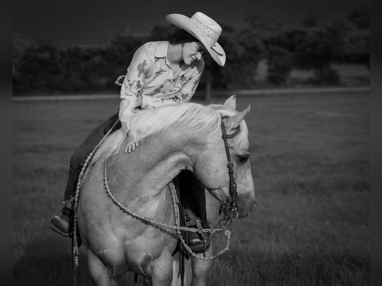 American Quarter Horse Ruin 6 Jaar Palomino in Fort Worth