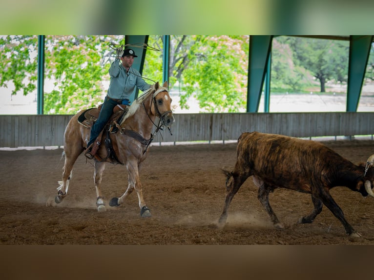 American Quarter Horse Ruin 6 Jaar Palomino in Fort Worth