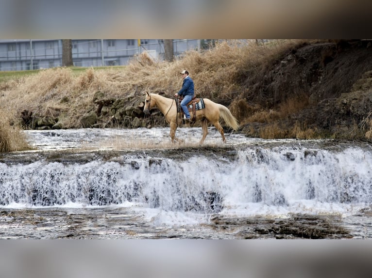 American Quarter Horse Ruin 6 Jaar Palomino in Cannon Falls