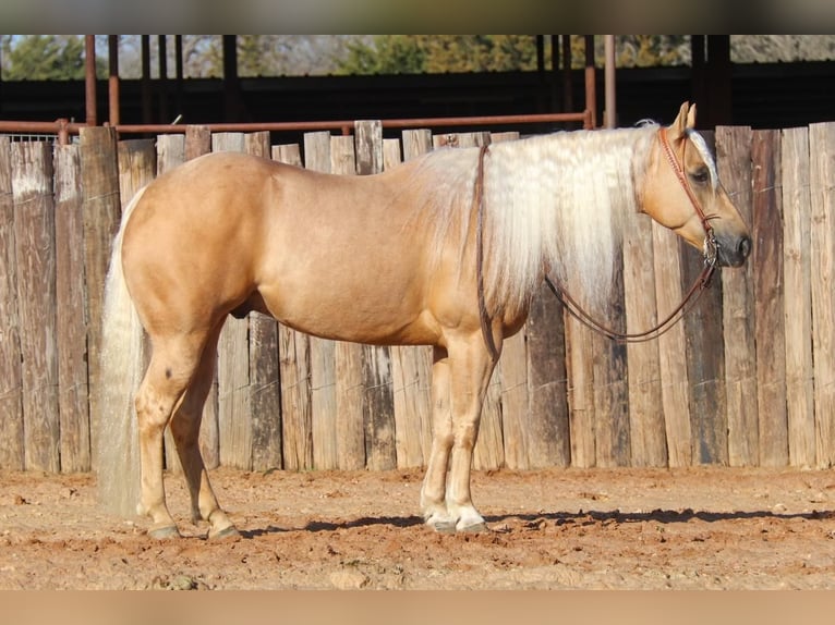 American Quarter Horse Ruin 6 Jaar Palomino in Joshua, TX