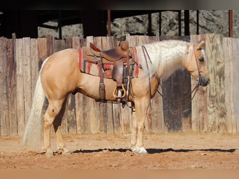American Quarter Horse Ruin 6 Jaar Palomino in Joshua, TX