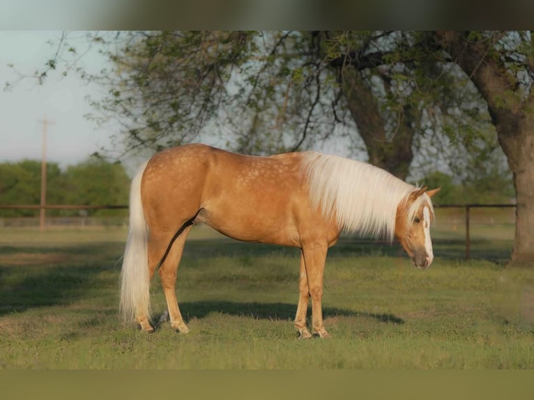American Quarter Horse Ruin 6 Jaar Palomino in Weatherford, TX