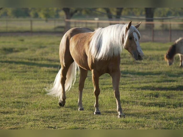 American Quarter Horse Ruin 6 Jaar Palomino in Weatherford, TX