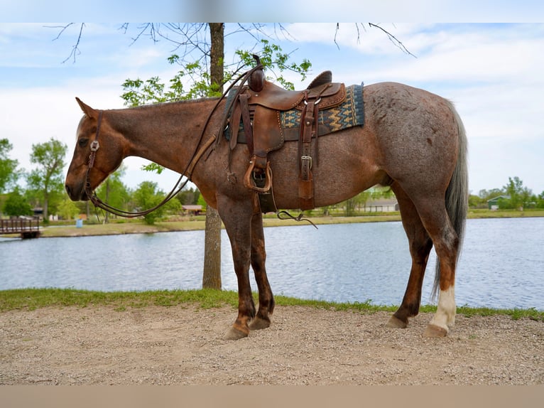 American Quarter Horse Ruin 6 Jaar Palomino in Brandon