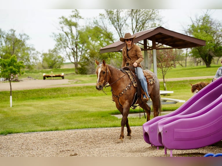 American Quarter Horse Ruin 6 Jaar Palomino in Brandon