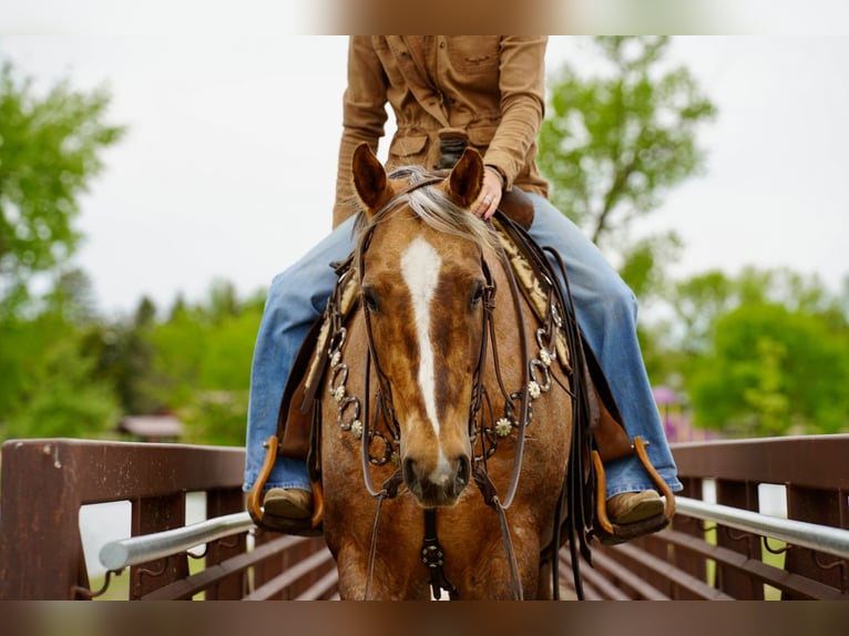 American Quarter Horse Ruin 6 Jaar Palomino in Brandon
