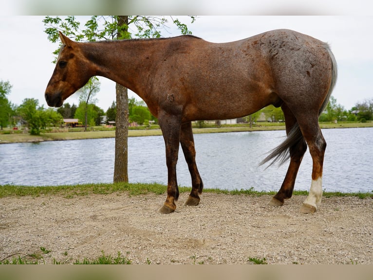 American Quarter Horse Ruin 6 Jaar Palomino in Brandon