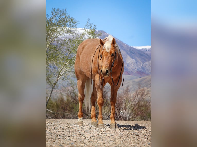 American Quarter Horse Ruin 6 Jaar Palomino in Cody
