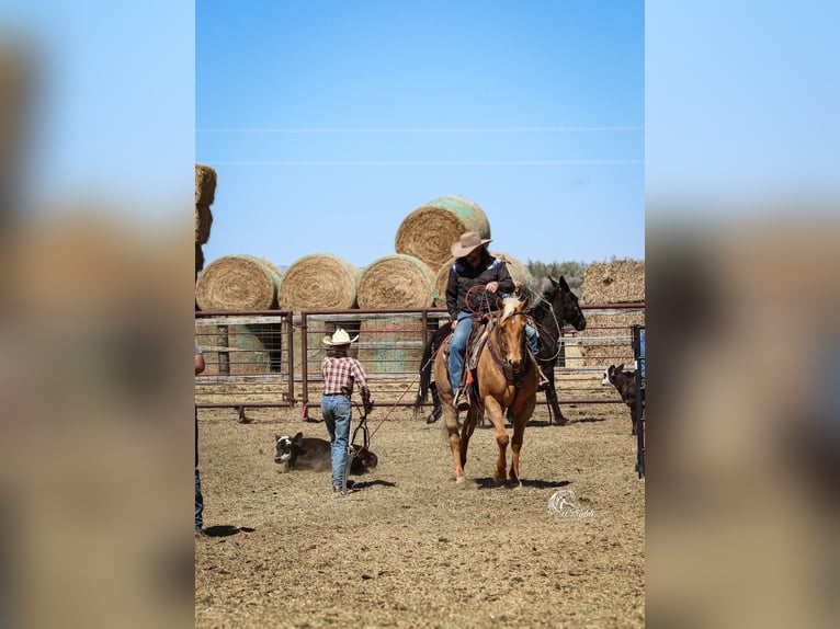 American Quarter Horse Ruin 6 Jaar Palomino in Cody