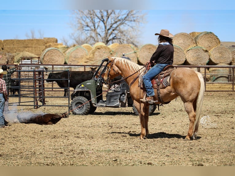 American Quarter Horse Ruin 6 Jaar Palomino in Cody