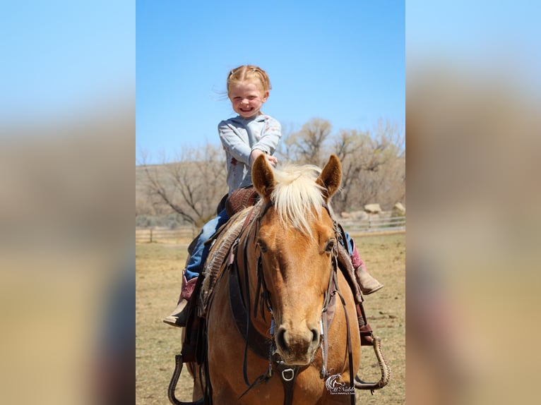 American Quarter Horse Ruin 6 Jaar Palomino in Cody