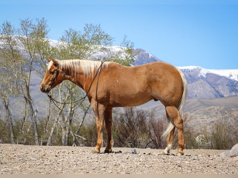 American Quarter Horse Ruin 6 Jaar Palomino in Cody