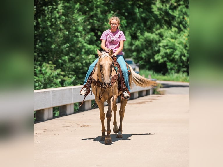 American Quarter Horse Ruin 6 Jaar Palomino in Santa Fe
