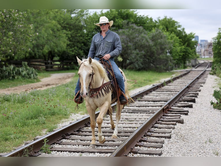 American Quarter Horse Ruin 6 Jaar Palomino in Stephenville