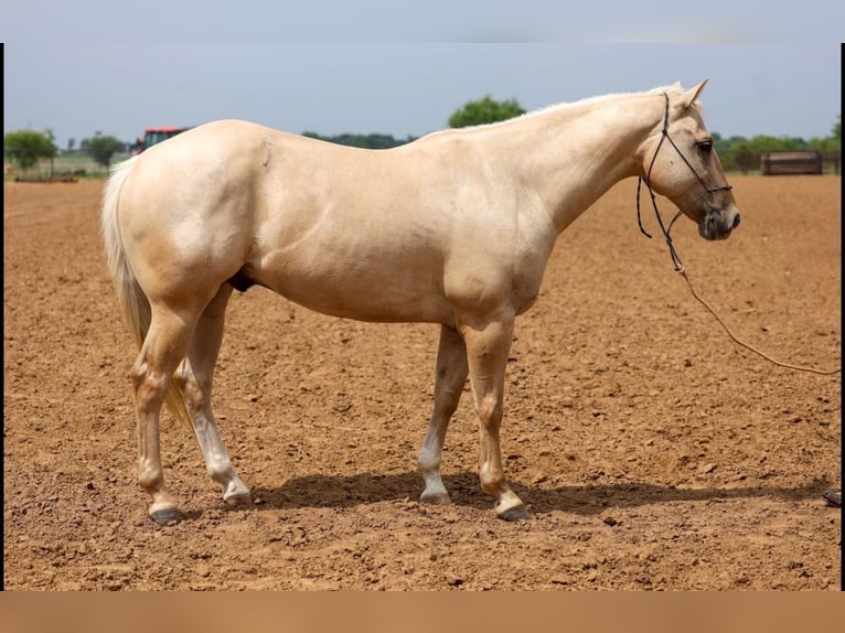 American Quarter Horse Ruin 6 Jaar Palomino in Stephenville