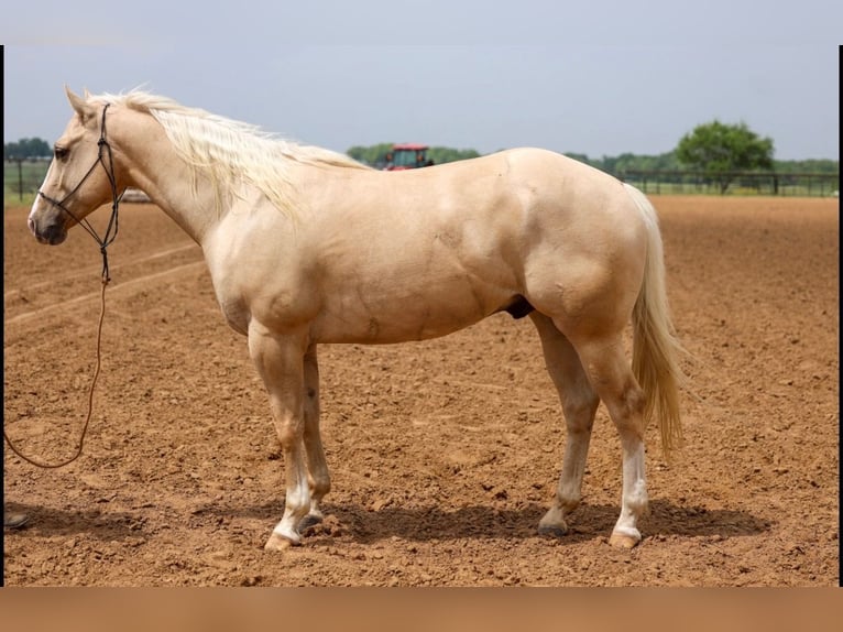 American Quarter Horse Ruin 6 Jaar Palomino in Stephenville