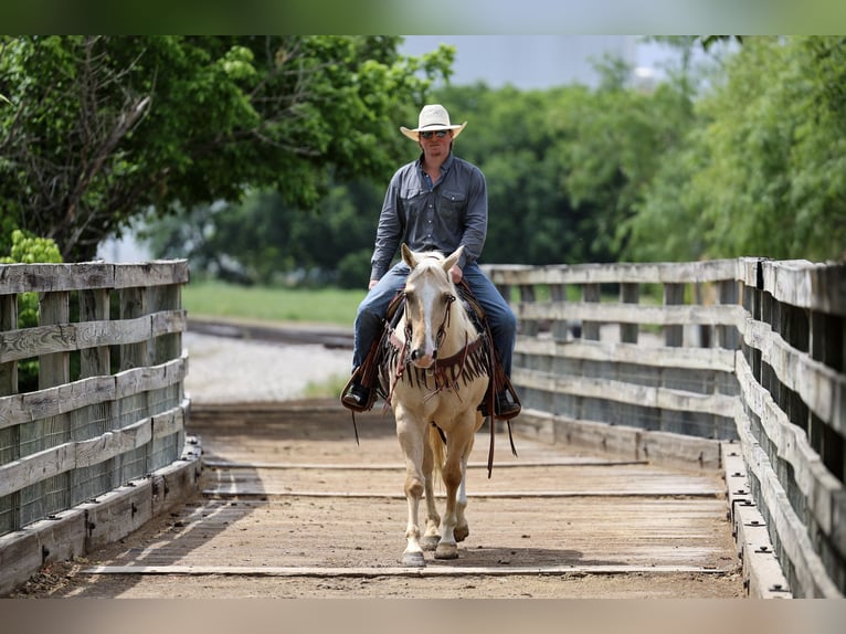 American Quarter Horse Ruin 6 Jaar Palomino in Stephenville