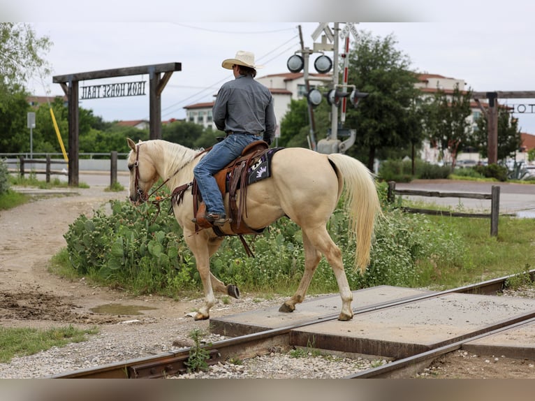 American Quarter Horse Ruin 6 Jaar Palomino in Stephenville