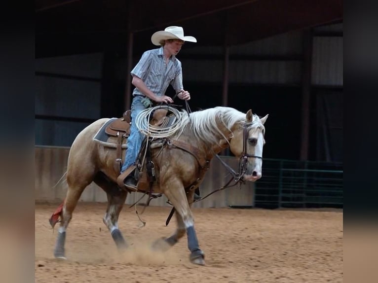 American Quarter Horse Ruin 6 Jaar Palomino in Weatherford, TX