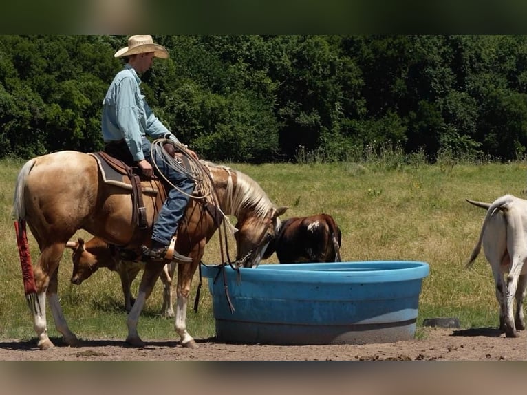 American Quarter Horse Ruin 6 Jaar Palomino in Weatherford, TX