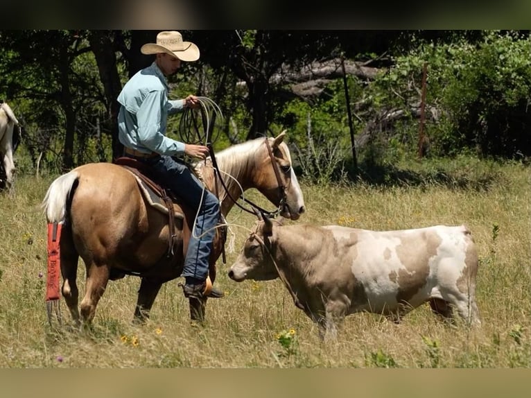 American Quarter Horse Ruin 6 Jaar Palomino in Weatherford, TX