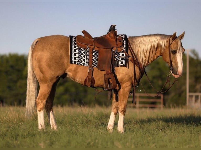 American Quarter Horse Ruin 6 Jaar Palomino in Weatherford, TX