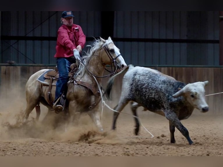 American Quarter Horse Ruin 6 Jaar Palomino in Weatherford, TX