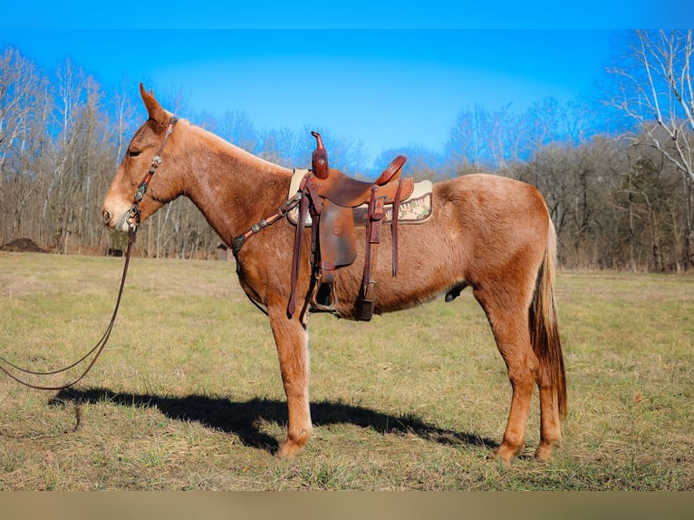 American Quarter Horse Ruin 6 Jaar Palomino in Flemmngsburg Ky