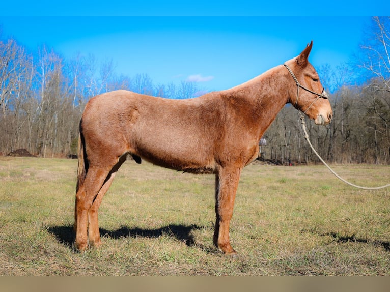 American Quarter Horse Ruin 6 Jaar Palomino in Flemmngsburg Ky