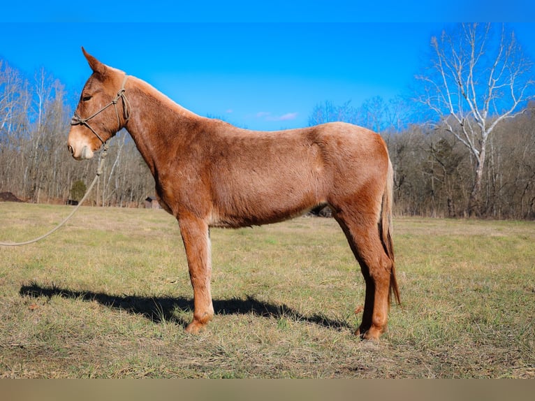 American Quarter Horse Ruin 6 Jaar Palomino in Flemmngsburg Ky