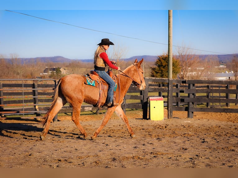 American Quarter Horse Ruin 6 Jaar Palomino in Flemmngsburg Ky