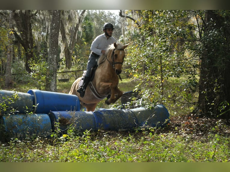 American Quarter Horse Ruin 6 Jaar Palomino in Lisbon