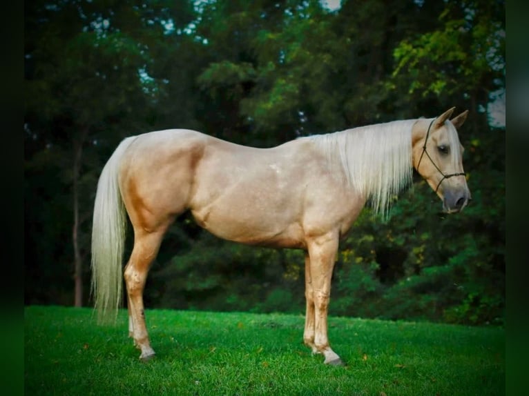 American Quarter Horse Ruin 6 Jaar Palomino in Millersburg OH