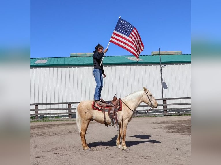 American Quarter Horse Ruin 6 Jaar Palomino in Pleasant Grove MO