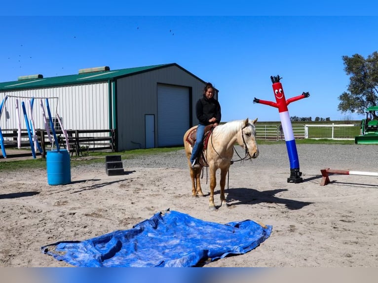 American Quarter Horse Ruin 6 Jaar Palomino in Pleasant Grove MO