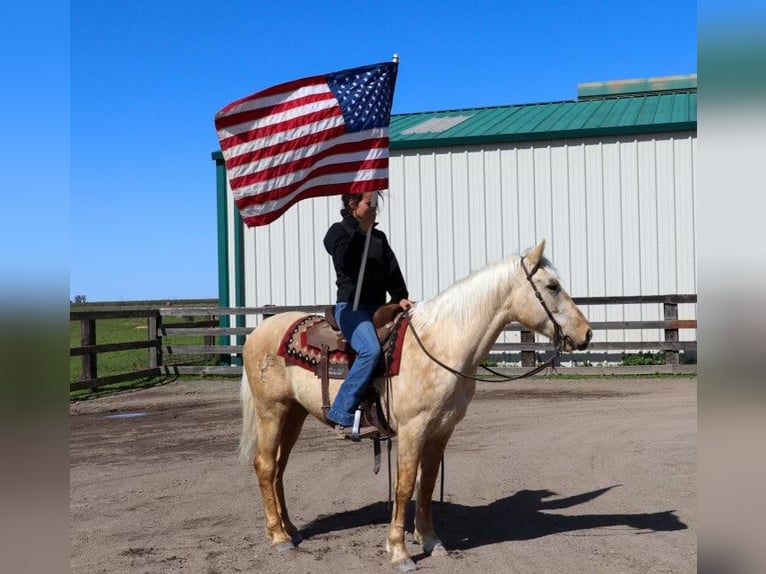 American Quarter Horse Ruin 6 Jaar Palomino in Pleasant Grove MO