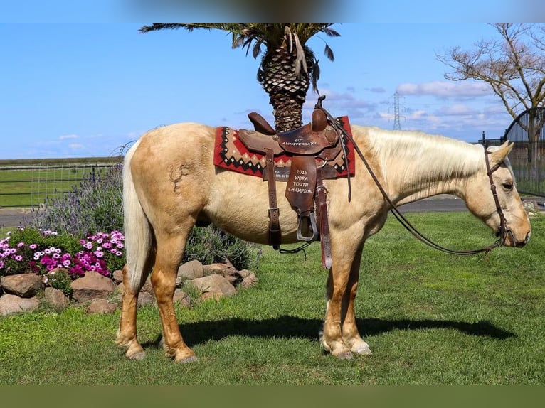 American Quarter Horse Ruin 6 Jaar Palomino in Pleasant Grove MO