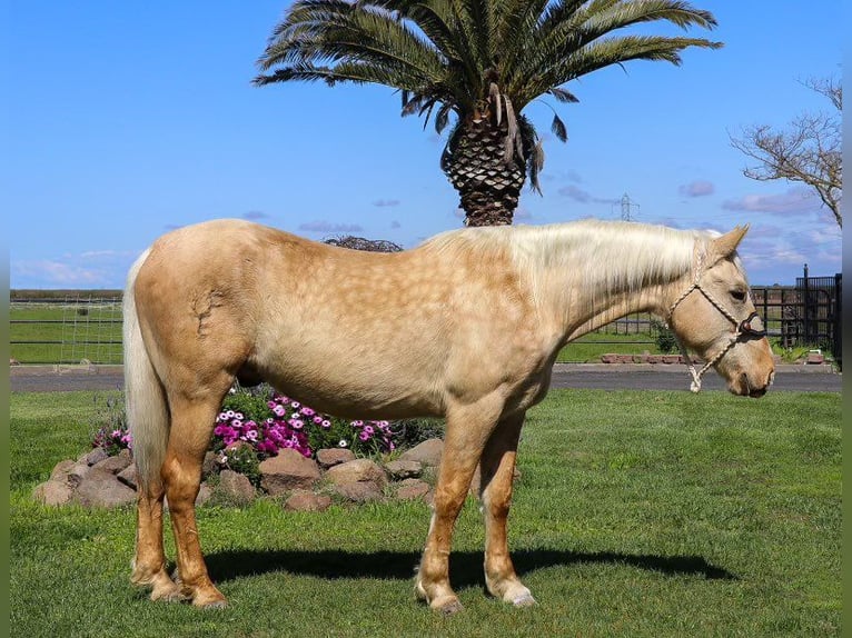 American Quarter Horse Ruin 6 Jaar Palomino in Pleasant Grove MO