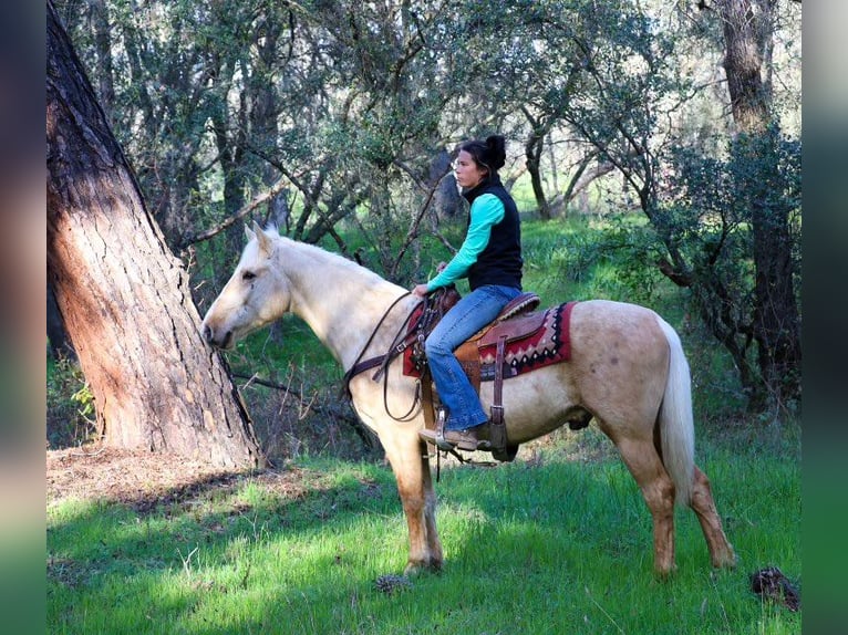 American Quarter Horse Ruin 6 Jaar Palomino in Pleasant Grove MO