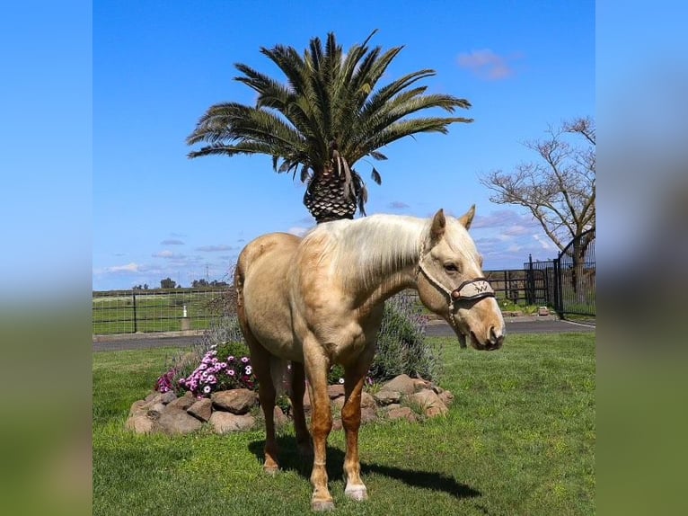 American Quarter Horse Ruin 6 Jaar Palomino in Pleasant Grove MO