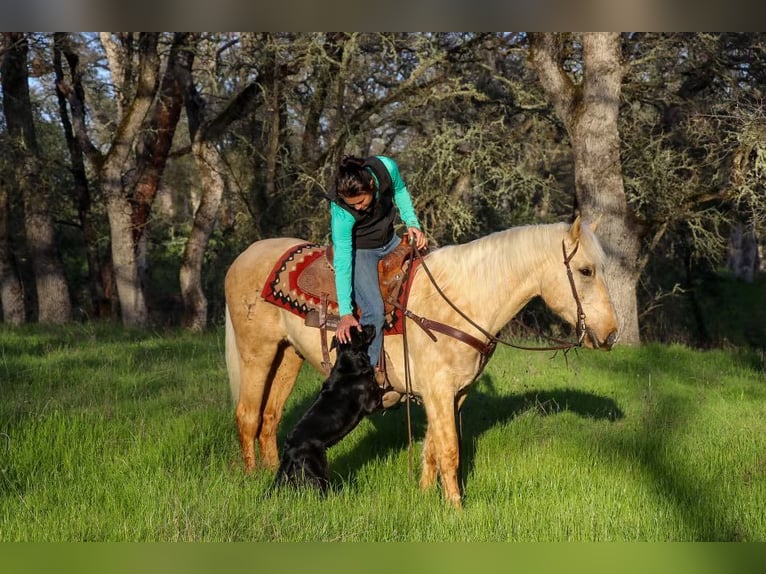 American Quarter Horse Ruin 6 Jaar Palomino in Pleasant Grove MO