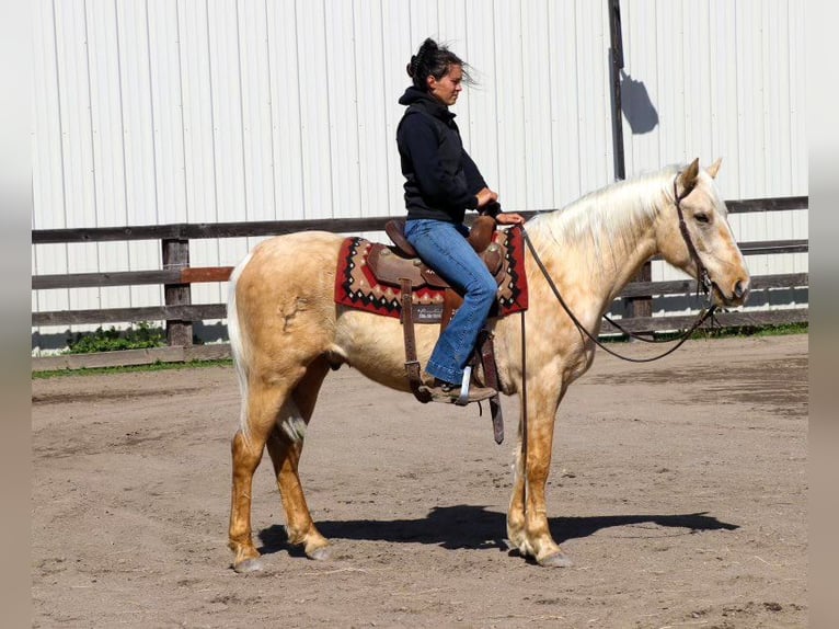 American Quarter Horse Ruin 6 Jaar Palomino in Pleasant Grove MO