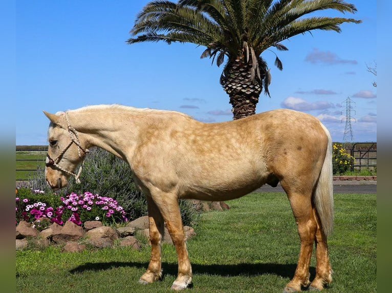 American Quarter Horse Ruin 6 Jaar Palomino in Pleasant Grove MO