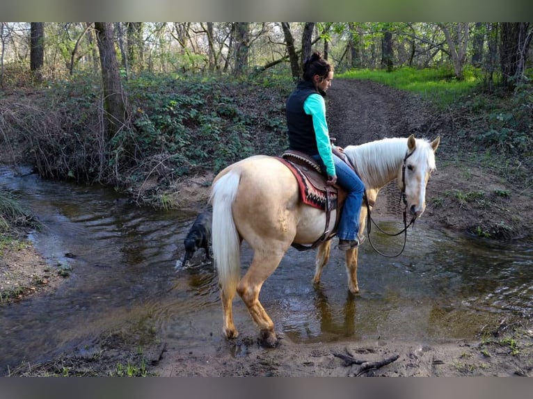 American Quarter Horse Ruin 6 Jaar Palomino in Pleasant Grove MO