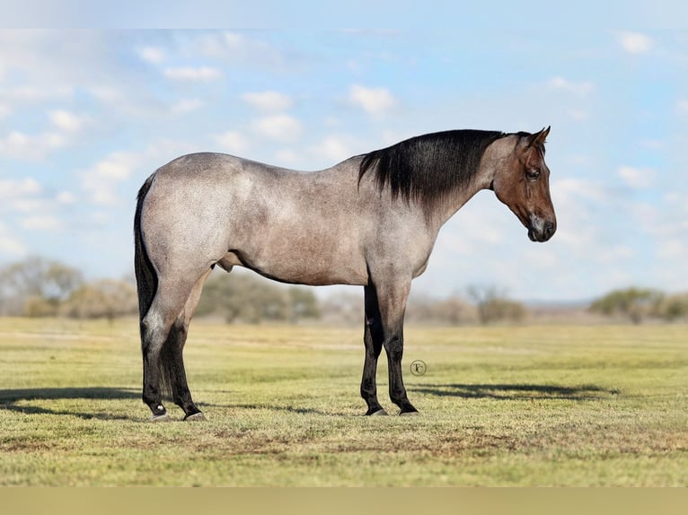 American Quarter Horse Ruin 6 Jaar Roan-Bay in Ponder
