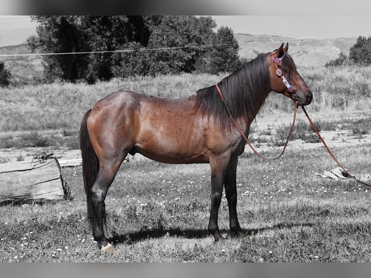 American Quarter Horse Ruin 6 Jaar Roan-Bay in Fort Collins