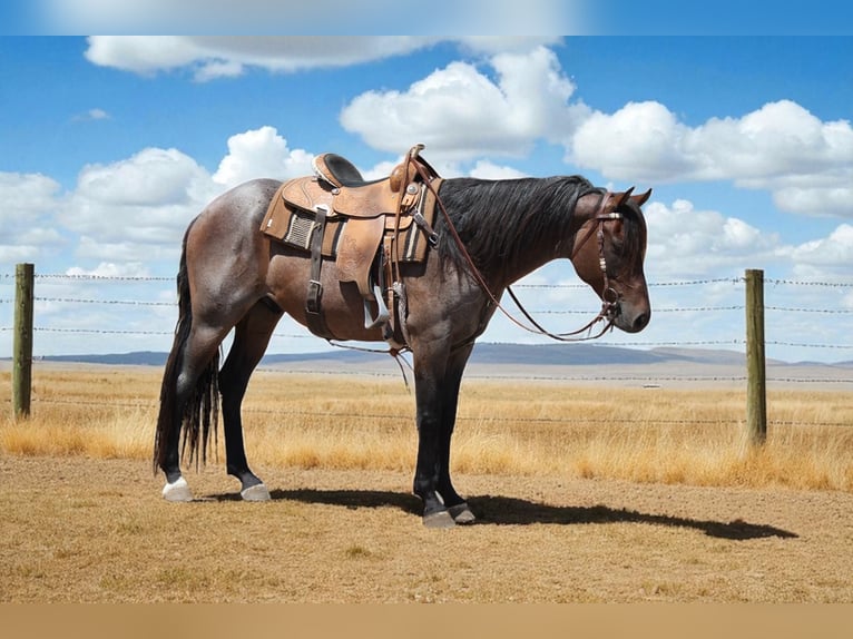 American Quarter Horse Ruin 6 Jaar Roan-Bay in Fort Collins